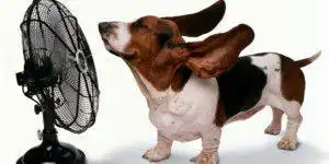 o FAN BLOWING facebook 300x150 1